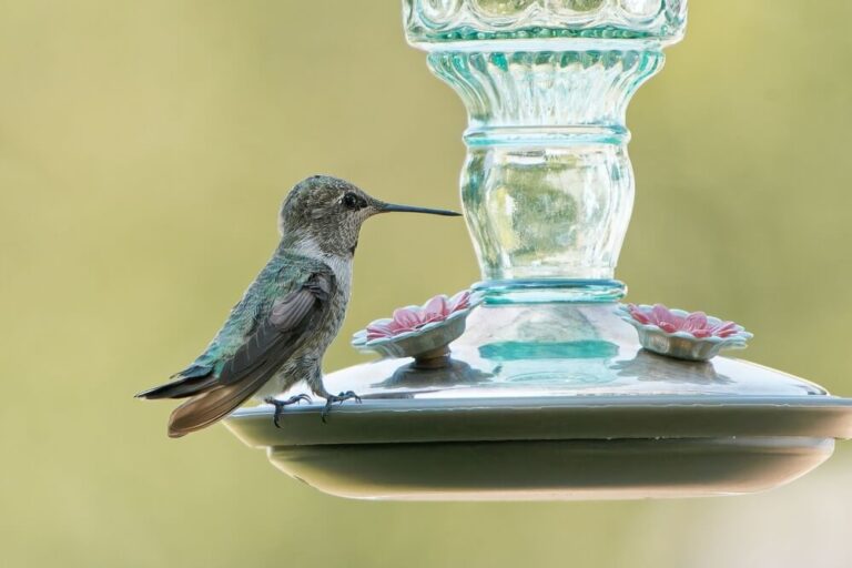 When To Put Out Hummingbird Feeders In Each State