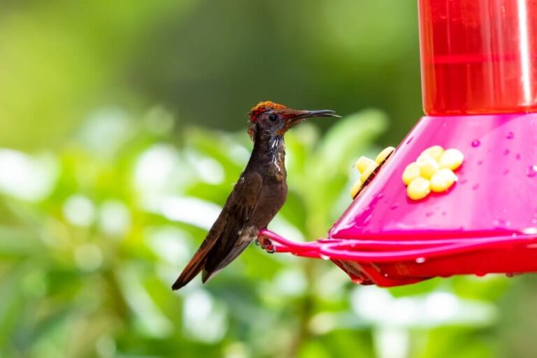 Why Do Hummingbirds Sit On Feeders For Hours? (Answered & Explained)