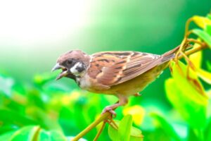 Sparrow Symbolism: 13 Meanings & Representations