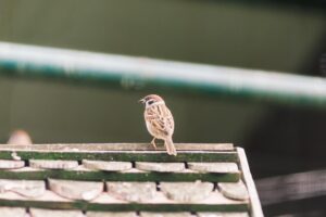 Sparrow Symbolism: 13 Meanings & Representations