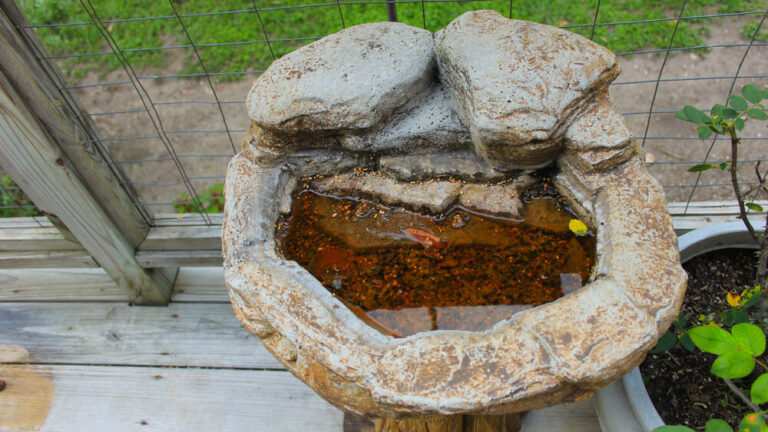 using-copper-pennies-in-bird-baths-natural-algae-prevention