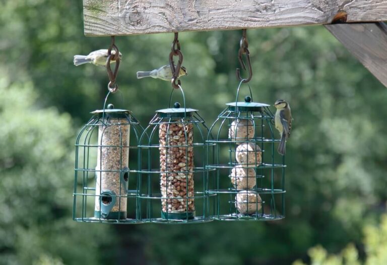 14 Ways To Keep Rats Off Your Bird Feeders