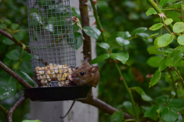 14 Ways To Keep Rats Off Your Bird Feeders