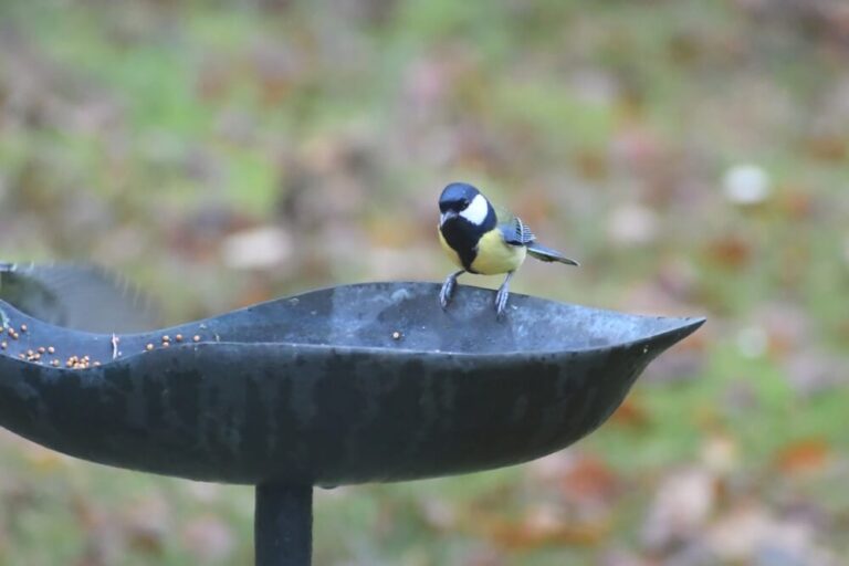 How To Get Birds To Use A Bird Bath (A 12Tip Guide)