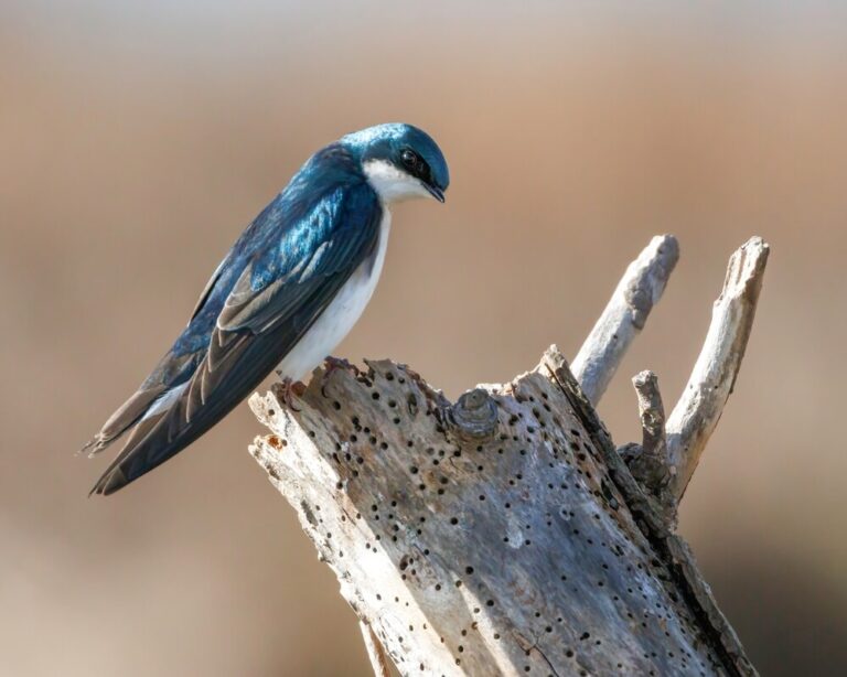 How To Attract Tree Swallows To Your Yard (7 Handy Tips)