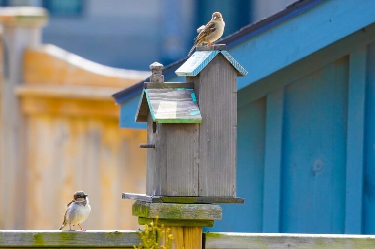 How Do Birds Find Birdhouses? (How To Make Them More Appealing)