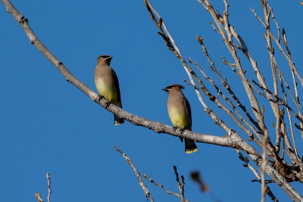 do cedar waxwings visit feeders