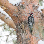 9 Types Of Woodpeckers In Maine (With Pictures)