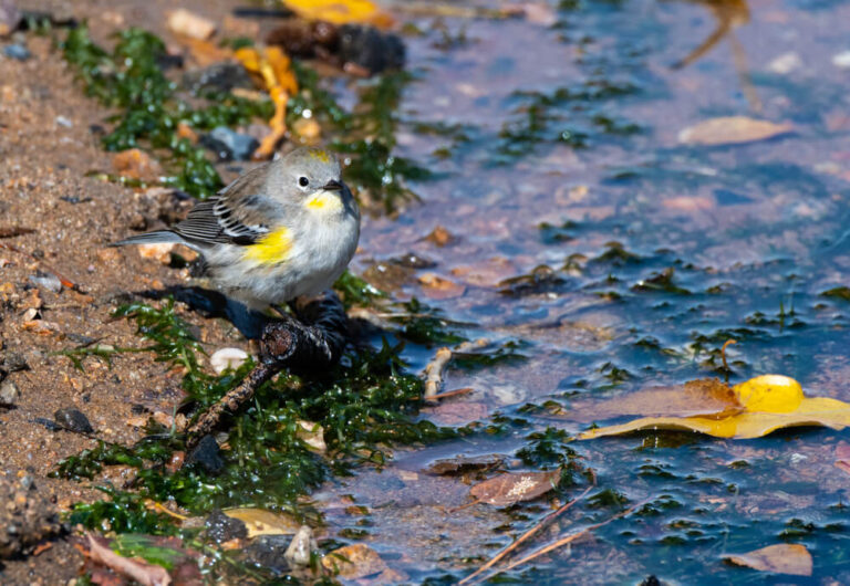 How To Attract Warblers To Your Yard (7 Ways)