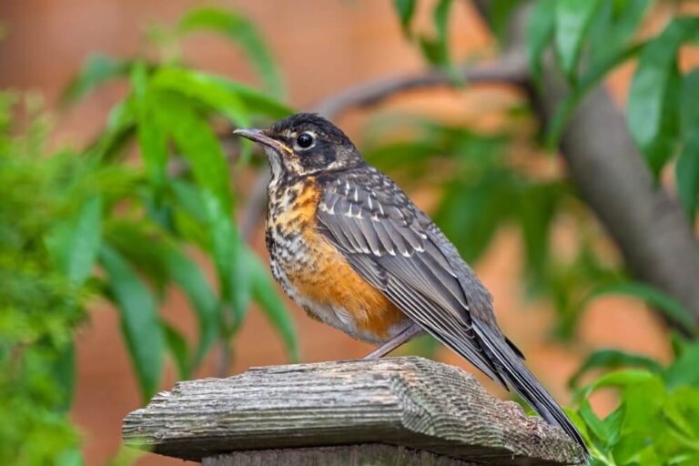 How To Attract Robins To Your Yard (9 Handy Tips)