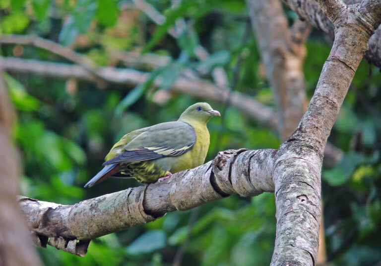 34 Birds That Start With C (With Pictures)