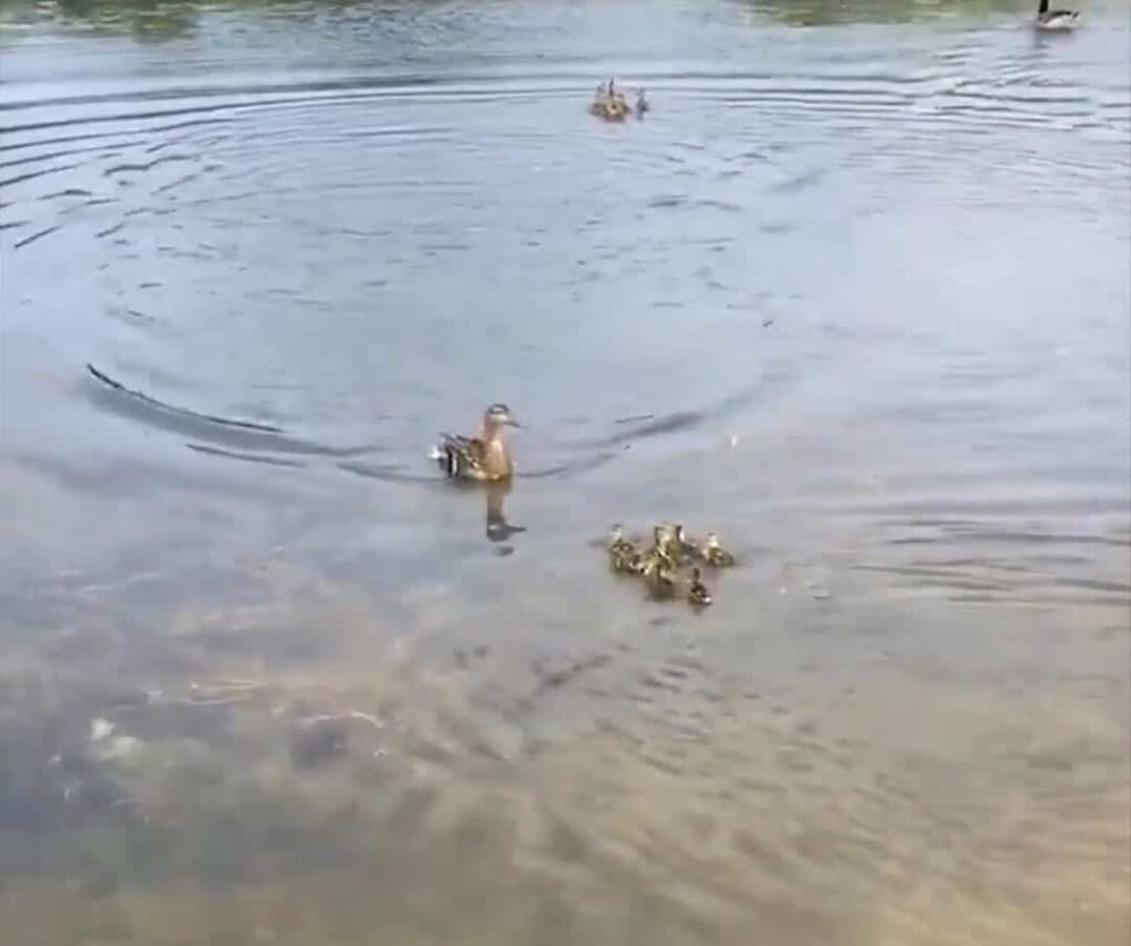10 Ducklings Find New Family After Heartwarming Rescue By Quick ...