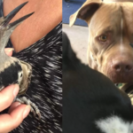 New Project (2)