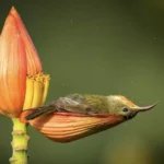 Nature's Spa Retreat: Tiny Bird Turns Flower Petal Into A Bathtub scale (8)