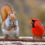 Squirrel,And,Cardinal,At,Bird,Feeder.