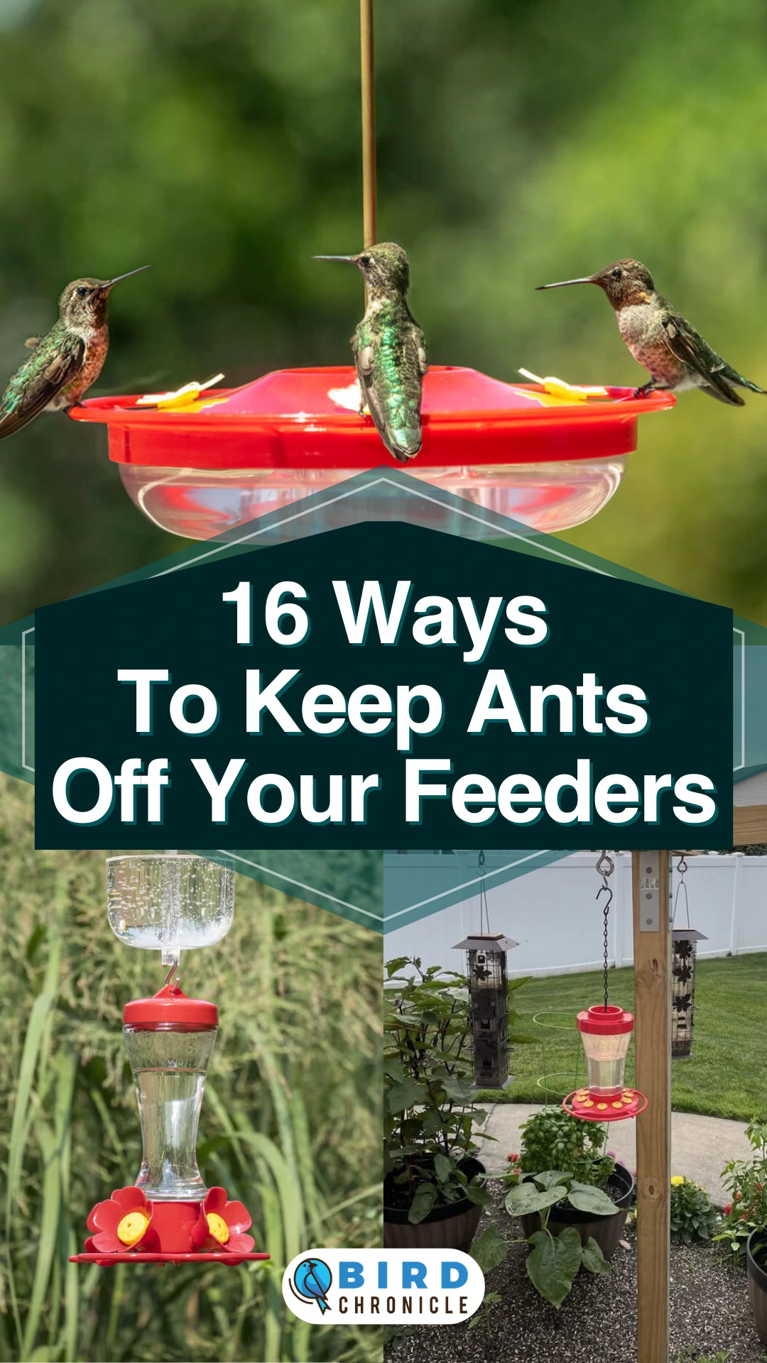 how to keep safari ants away