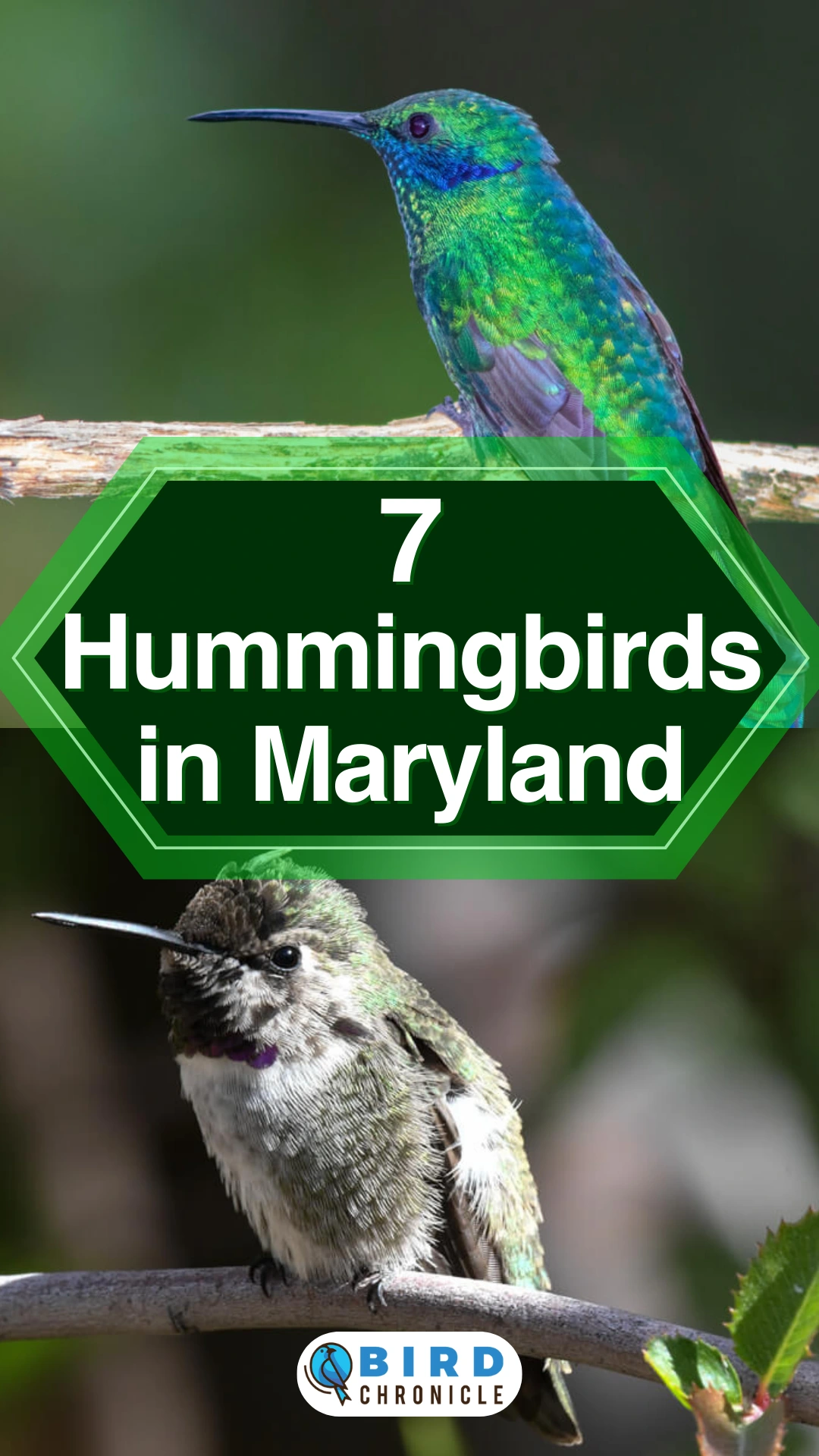 7 Hummingbirds in Maryland (Descriptions & Pictures)