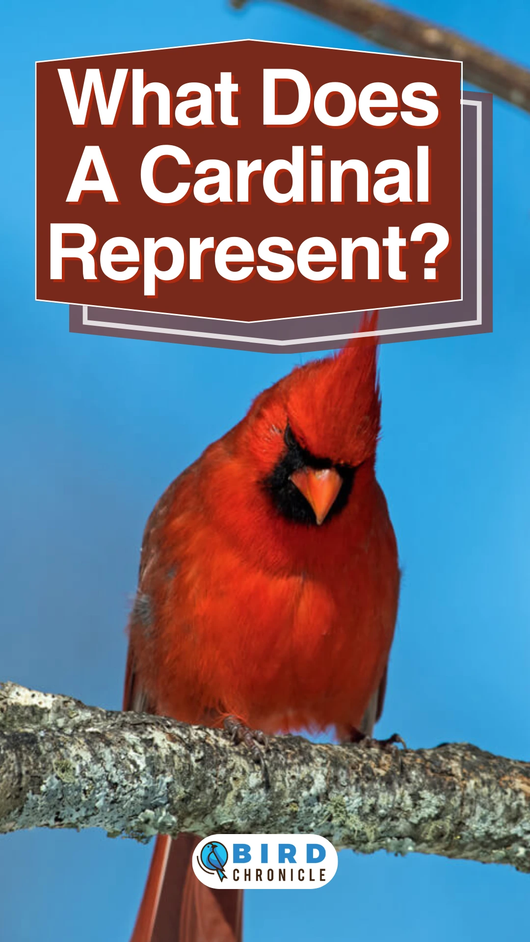 meaning of red cardinal visit