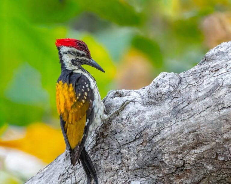 Do Woodpeckers Peck At Night? [No, They’re Asleep!]