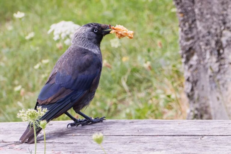 20 Types Of Bird Beaks & What They Eat (With Pictures)