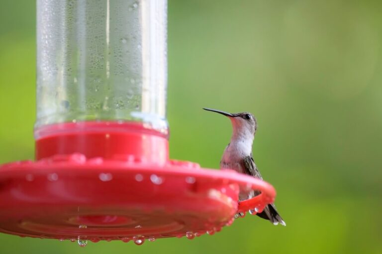 Can Hummingbirds Drink Cold Nectar? (Yes, But They Must Not)
