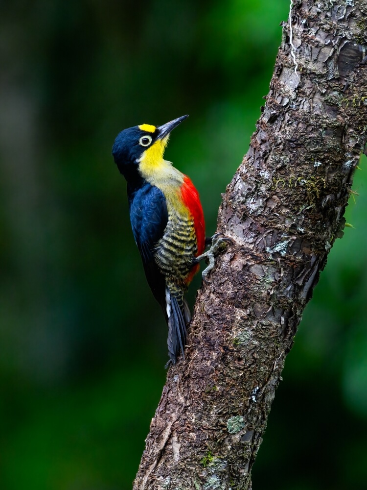 Do Woodpeckers Peck At Night? [No, They’re Asleep!]